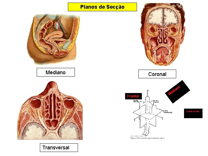 Planos de Secção Mediano Coronal o Frontal n ia d e M Transversal 