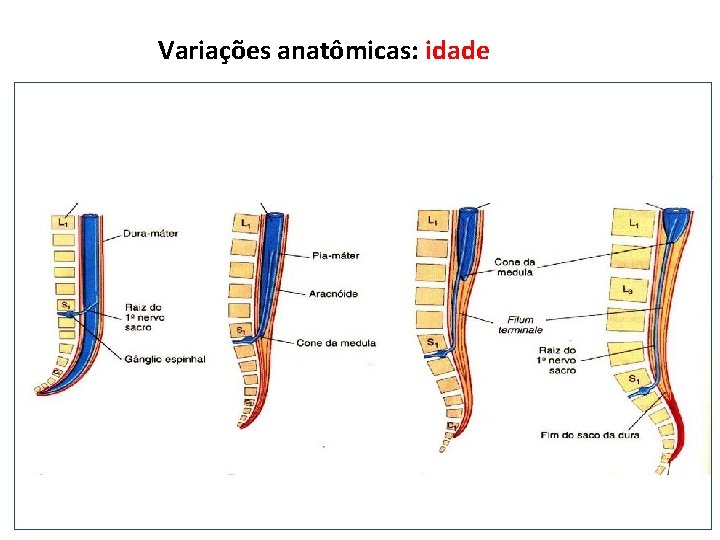 Variações anatômicas: idade 8: 1 Neurocrânio Viscerocrânio 2: 1 