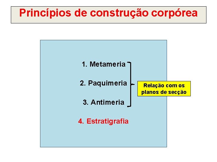 Princípios de construção corpórea 1. Metameria 2. Paquimeria 3. Antimeria 4. Estratigrafia Relação com
