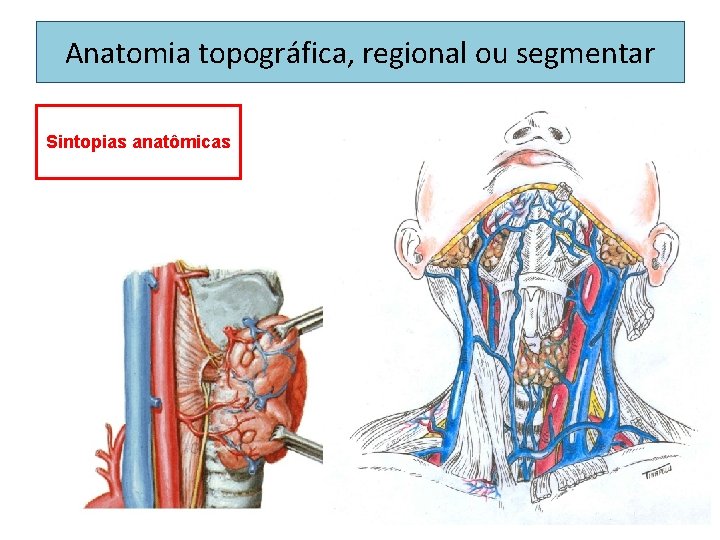 Anatomia topográfica, regional ou segmentar Sintopias anatômicas 