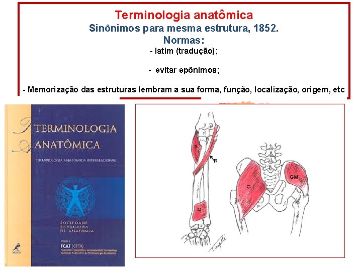 Terminologia anatômica Sinônimos para mesma estrutura, 1852. Normas: - latim (tradução); - evitar epônimos;