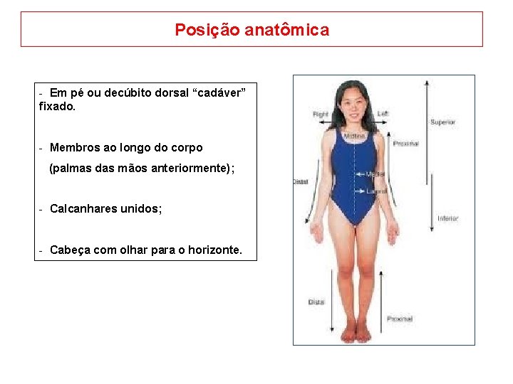 Posição anatômica - Em pé ou decúbito dorsal “cadáver” fixado. - Membros ao longo