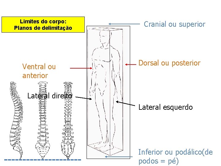 Limites do corpo: Planos de delimitação Ventral ou anterior Cranial ou superior Dorsal ou