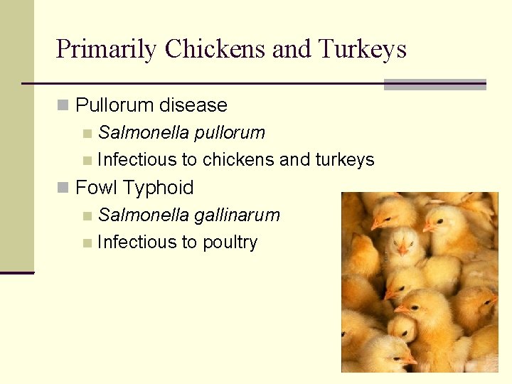 Primarily Chickens and Turkeys Pullorum disease Salmonella pullorum Infectious to chickens and turkeys Fowl