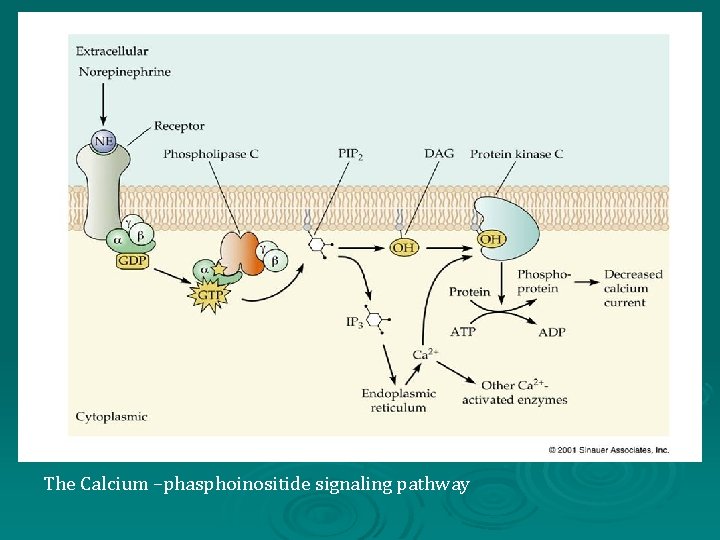 The Calcium –phasphoinositide signaling pathway 