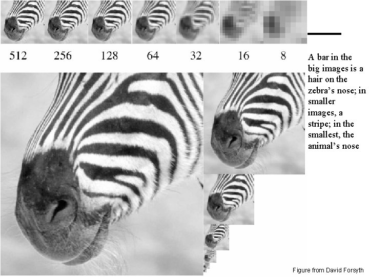 A bar in the big images is a hair on the zebra’s nose; in A bar in the big images is a hair on the zebra’s nose; in