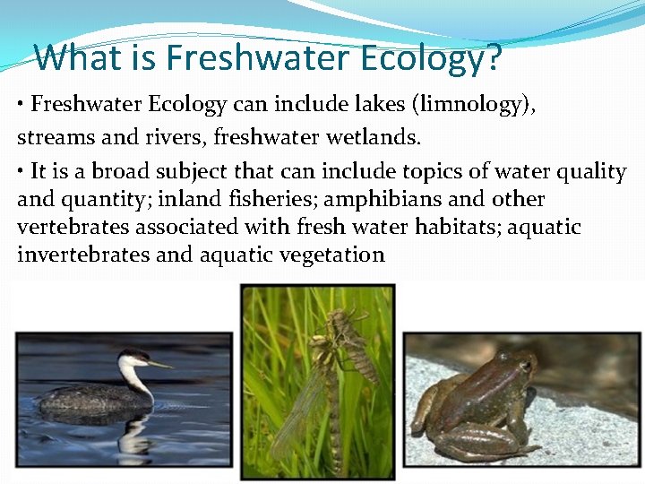 What is Freshwater Ecology? • Freshwater Ecology can include lakes (limnology), streams and rivers,