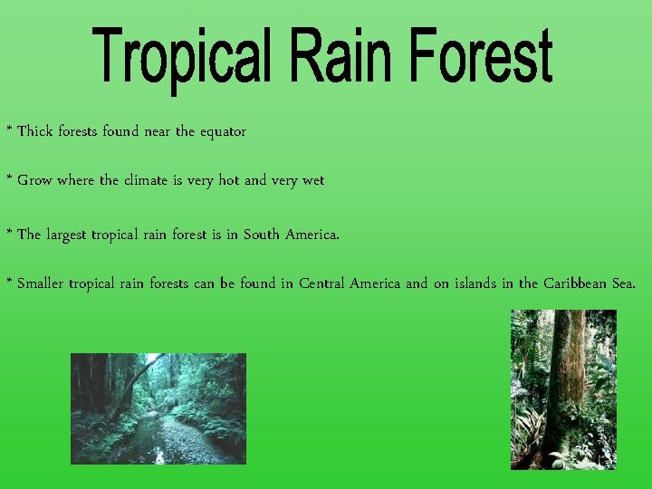 * Thick forests found near the equator * Grow where the climate is very