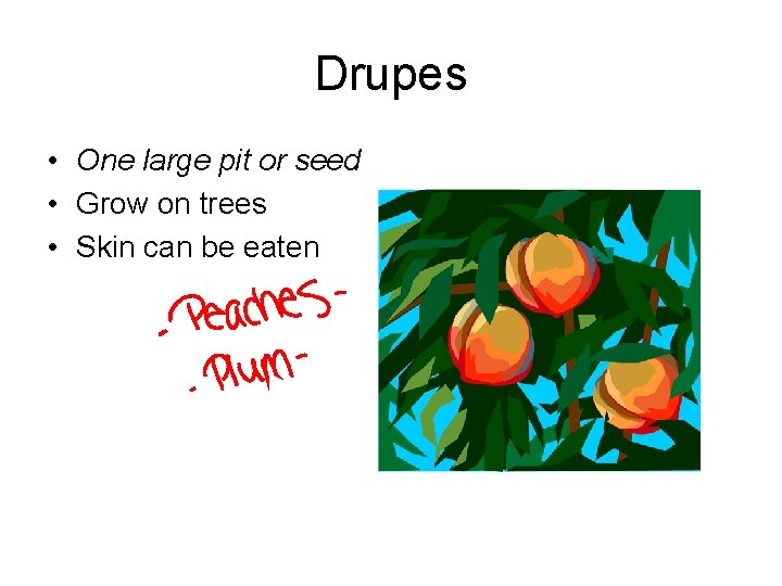 Drupes • One large pit or seed • Grow on trees • Skin can