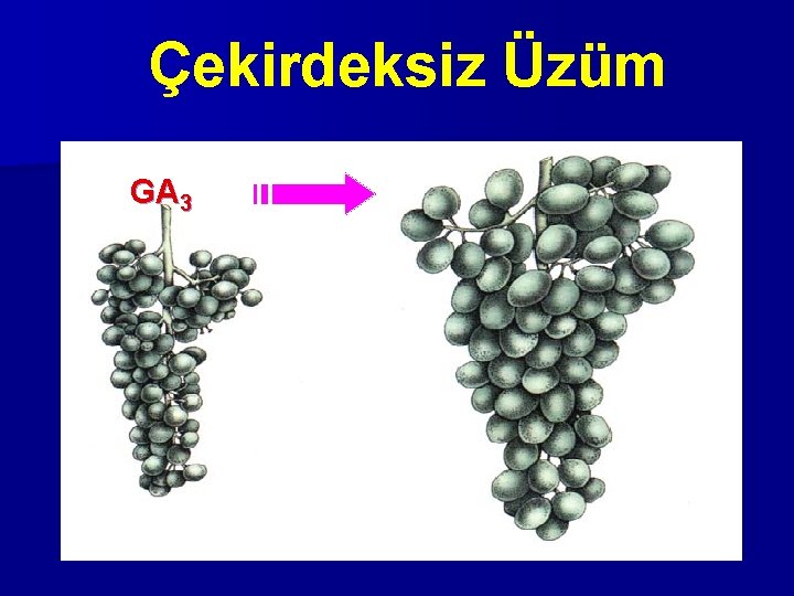 Çekirdeksiz Üzüm GA 3 