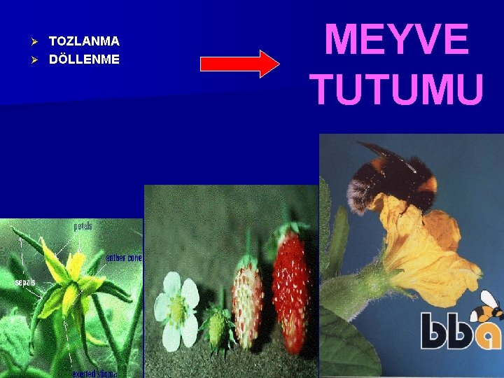 TOZLANMA Ø DÖLLENME Ø MEYVE TUTUMU 