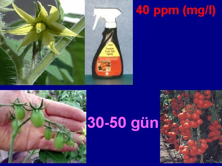 40 ppm (mg/l) 30 -50 gün 