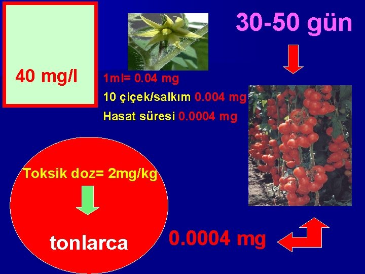 30 -50 gün 40 mg/l 1 ml= 0. 04 mg 10 çiçek/salkım 0. 004