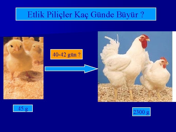 Etlik Piliçler Kaç Günde Büyür ? 40 -42 gün ? 45 g 2300 g