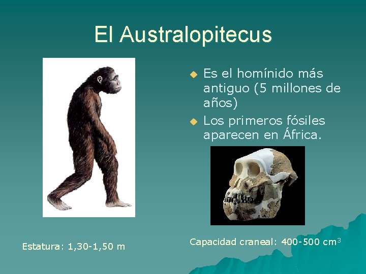 El Australopitecus u u Estatura: 1, 30 -1, 50 m Es el homínido más