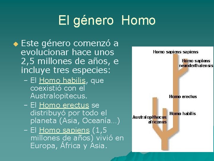 El género Homo u Este género comenzó a evolucionar hace unos 2, 5 millones