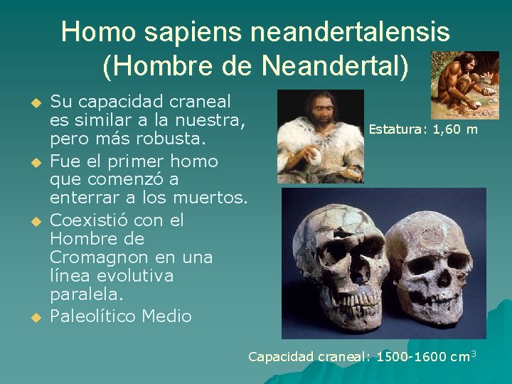 Homo sapiens neandertalensis (Hombre de Neandertal) u u Su capacidad craneal es similar a