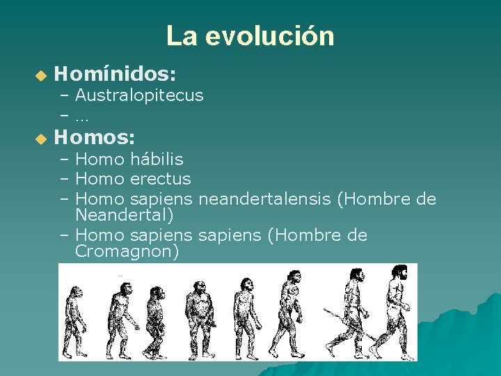 La evolución u Homínidos: u Homos: – Australopitecus –… – Homo hábilis – Homo