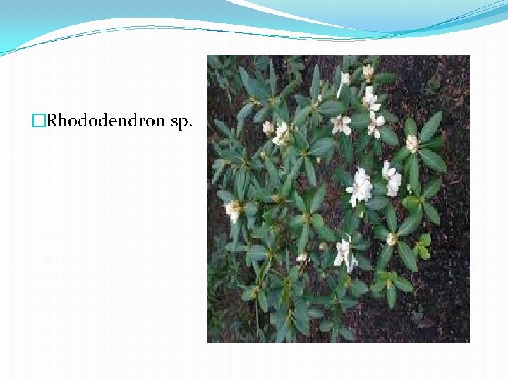 �Rhododendron sp. 
