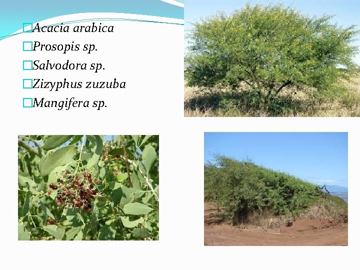 �Acacia arabica �Prosopis sp. �Salvodora sp. �Zizyphus zuzuba �Mangifera sp. 