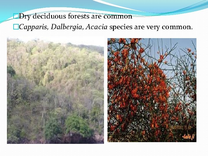 �Dry deciduous forests are common �Capparis, Dalbergia, Acacia species are very common. 