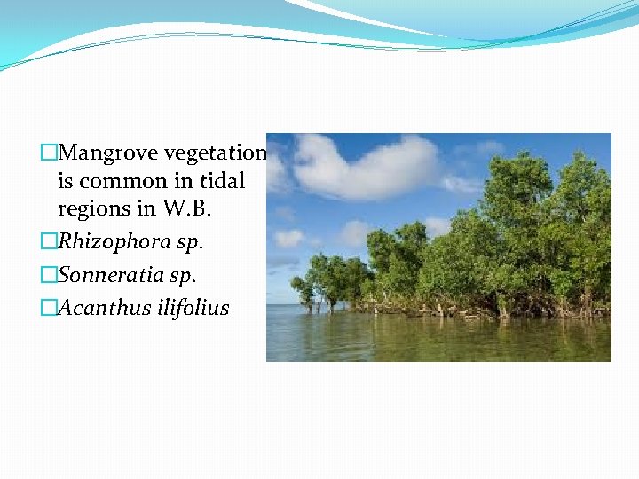 �Mangrove vegetation is common in tidal regions in W. B. �Rhizophora sp. �Sonneratia sp.