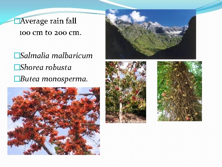�Average rain fall 100 cm to 200 cm. �Salmalia malbaricum �Shorea robusta �Butea monosperma.