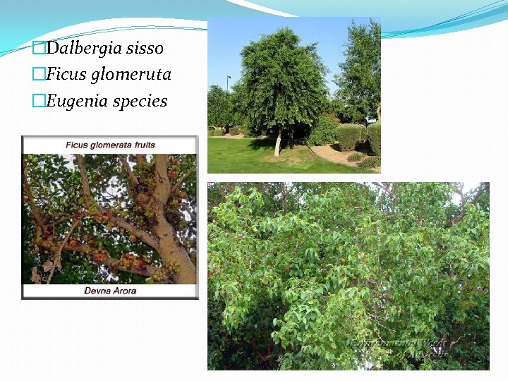 �Dalbergia sisso �Ficus glomeruta �Eugenia species 
