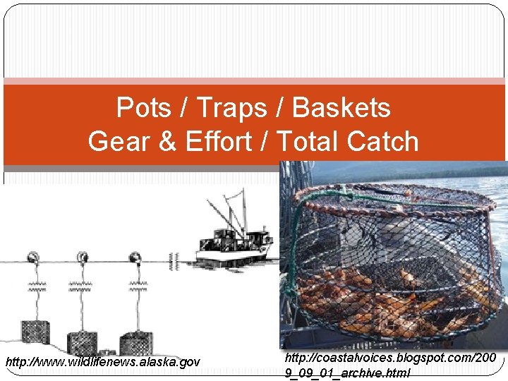 Pots / Traps / Baskets Gear & Effort / Total Catch http: //www. wildlifenews.