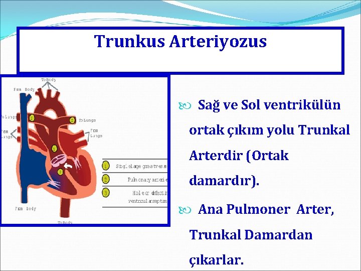 Trunkus Arteriyozus Sağ ve Sol ventrikülün ortak çıkım yolu Trunkal Arterdir (Ortak damardır). Ana