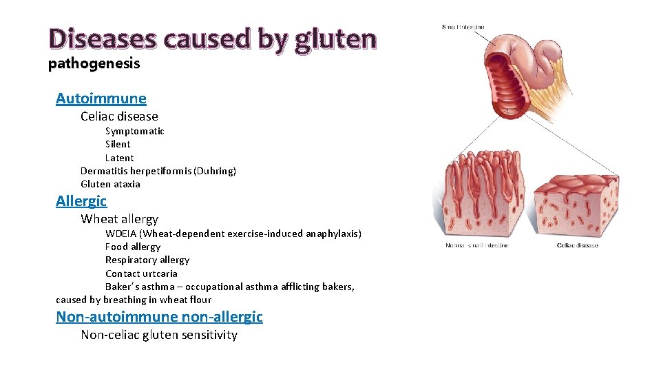 Diseases caused by gluten pathogenesis Autoimmune Celiac disease Symptomatic Silent Latent Dermatitis herpetiformis (Duhring) Diseases caused by gluten pathogenesis Autoimmune Celiac disease Symptomatic Silent Latent Dermatitis herpetiformis (Duhring)