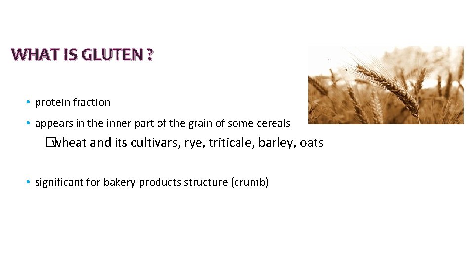 WHAT IS GLUTEN ? • protein fraction • appears in the inner part of WHAT IS GLUTEN ? • protein fraction • appears in the inner part of