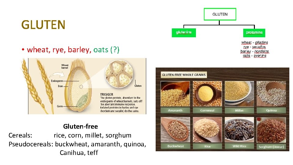 GLUTEN • wheat, rye, barley, oats (? ) Gluten-free Cereals: rice, corn, millet, sorghum GLUTEN • wheat, rye, barley, oats (? ) Gluten-free Cereals: rice, corn, millet, sorghum
