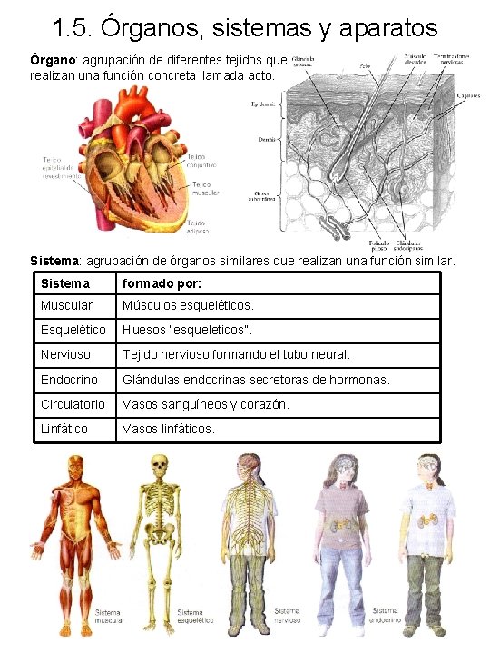 1. 5. Órganos, sistemas y aparatos Órgano: agrupación de diferentes tejidos que realizan una 1. 5. Órganos, sistemas y aparatos Órgano: agrupación de diferentes tejidos que realizan una
