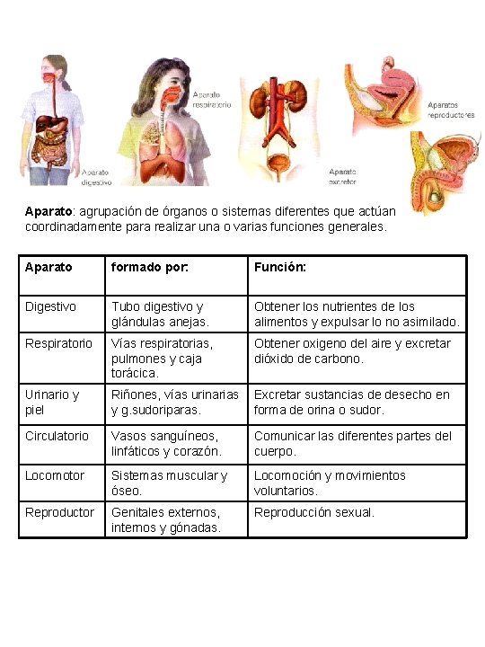 Aparato: agrupación de órganos o sistemas diferentes que actúan coordinadamente para realizar una o Aparato: agrupación de órganos o sistemas diferentes que actúan coordinadamente para realizar una o