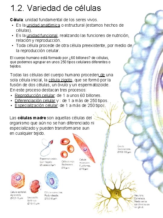 1. 2. Variedad de células Célula: unidad fundamental de los seres vivos. • Es 1. 2. Variedad de células Célula: unidad fundamental de los seres vivos. • Es