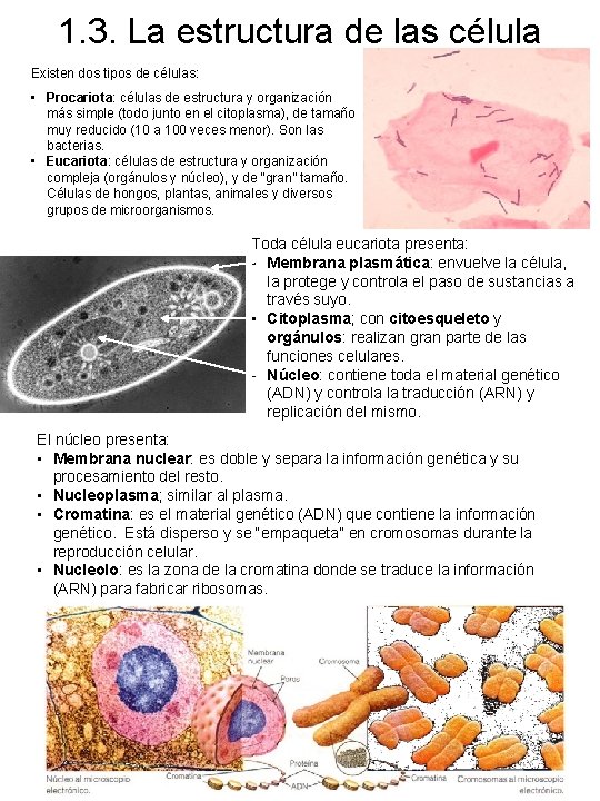 1. 3. La estructura de las célula Existen dos tipos de células: • Procariota: 1. 3. La estructura de las célula Existen dos tipos de células: • Procariota: