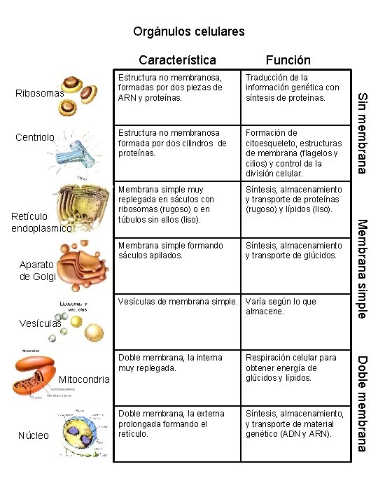 Orgánulos celulares Característica Centriolo Aparato de Golgi Traducción de la información genética con síntesis Orgánulos celulares Característica Centriolo Aparato de Golgi Traducción de la información genética con síntesis