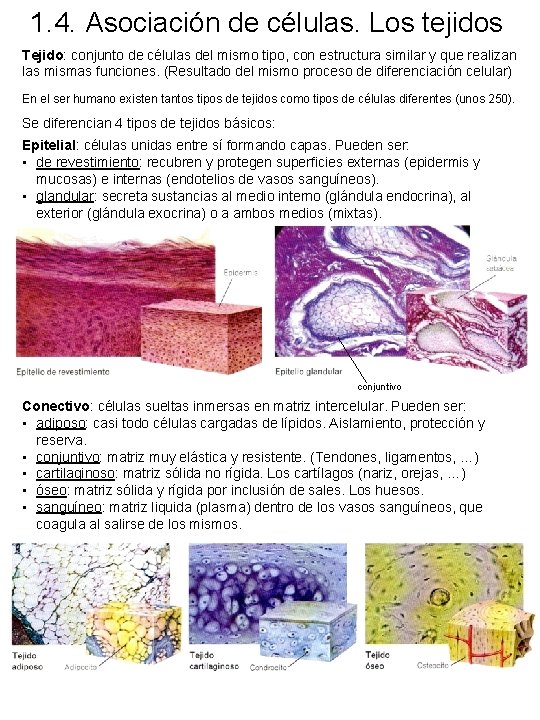 1. 4. Asociación de células. Los tejidos Tejido: conjunto de células del mismo tipo, 1. 4. Asociación de células. Los tejidos Tejido: conjunto de células del mismo tipo,