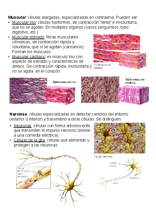 Muscular: células alargadas, especializadas en contraerse. Pueden ser: • Muscular liso: células fusiformes, de Muscular: células alargadas, especializadas en contraerse. Pueden ser: • Muscular liso: células fusiformes, de