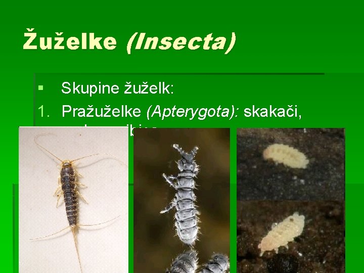 Žuželke (Insecta) § Skupine žuželk: 1. Pražuželke (Apterygota): skakači, srebrna ribica Žuželke (Insecta) § Skupine žuželk: 1. Pražuželke (Apterygota): skakači, srebrna ribica