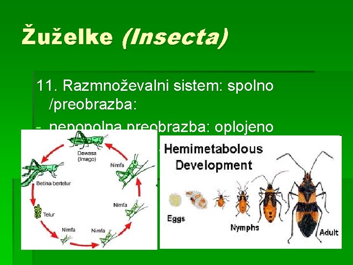 Žuželke (Insecta) 11. Razmnoževalni sistem: spolno /preobrazba: - nepopolna preobrazba: oplojeno jajčece…ličinka…. mlada žuželka