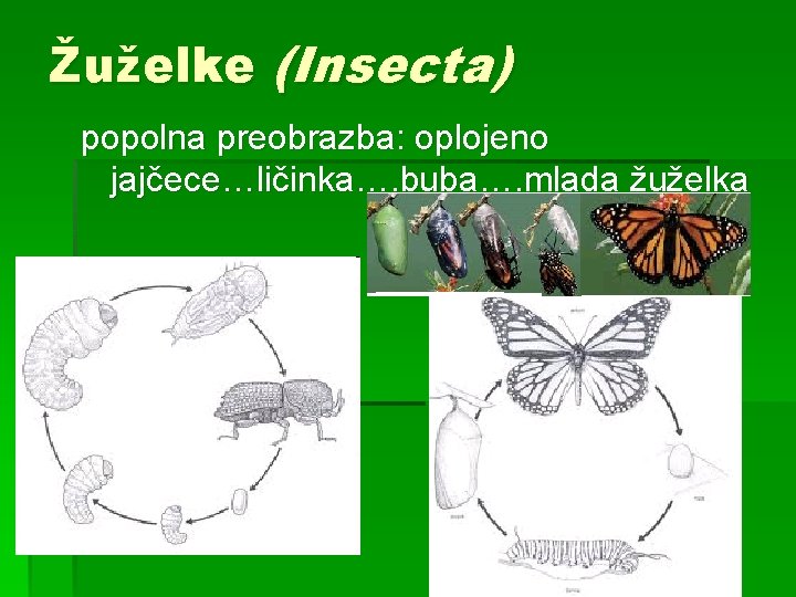 Žuželke (Insecta) popolna preobrazba: oplojeno jajčece…ličinka…. buba…. mlada žuželka Žuželke (Insecta) popolna preobrazba: oplojeno jajčece…ličinka…. buba…. mlada žuželka