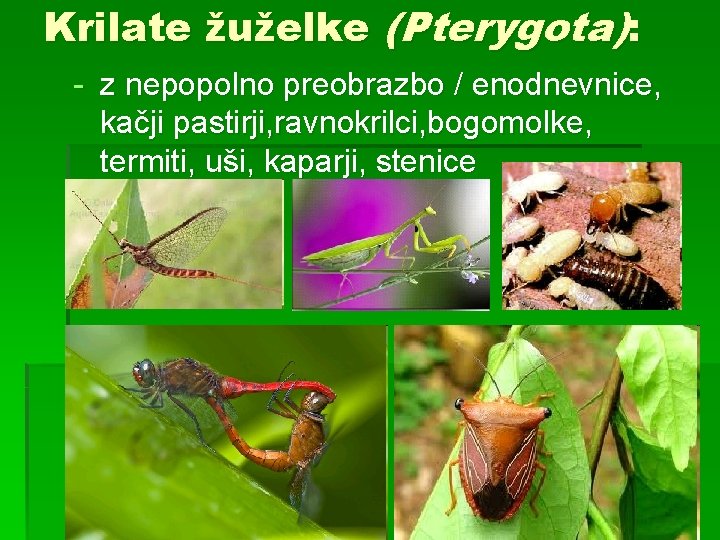 Krilate žuželke (Pterygota): - z nepopolno preobrazbo / enodnevnice, kačji pastirji, ravnokrilci, bogomolke, termiti,