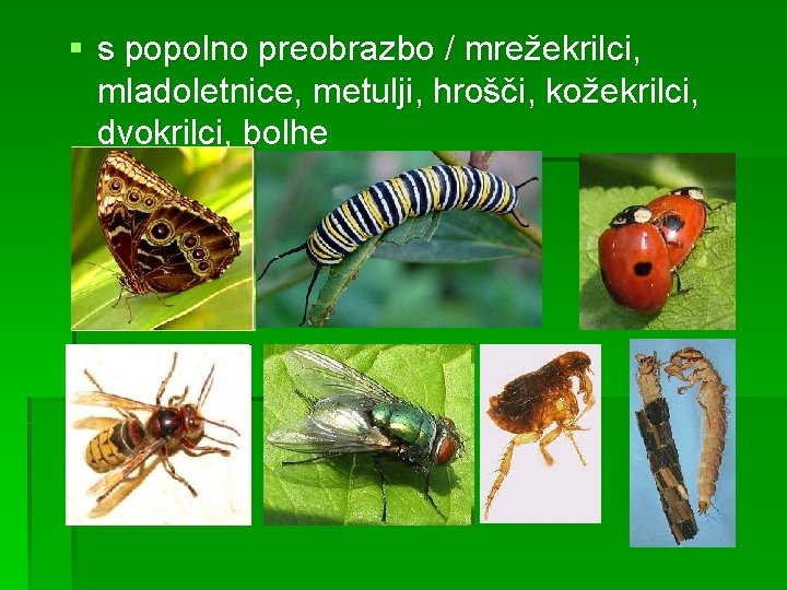 § s popolno preobrazbo / mrežekrilci, mladoletnice, metulji, hrošči, kožekrilci, dvokrilci, bolhe 