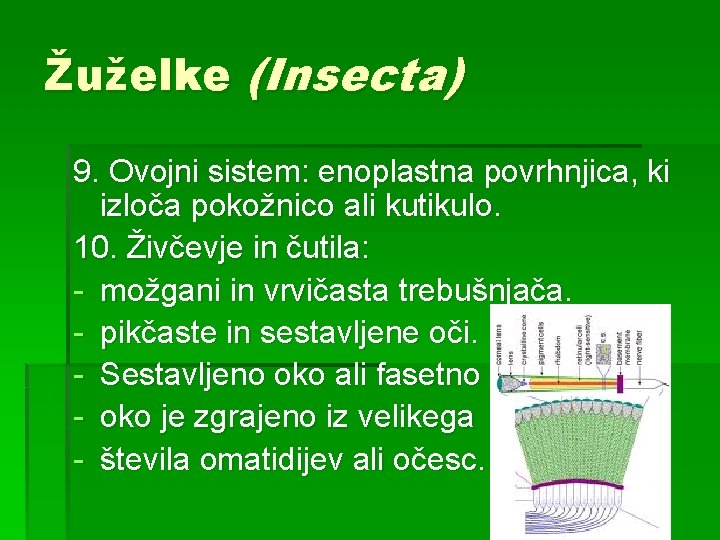 Žuželke (Insecta) 9. Ovojni sistem: enoplastna povrhnjica, ki izloča pokožnico ali kutikulo. 10. Živčevje