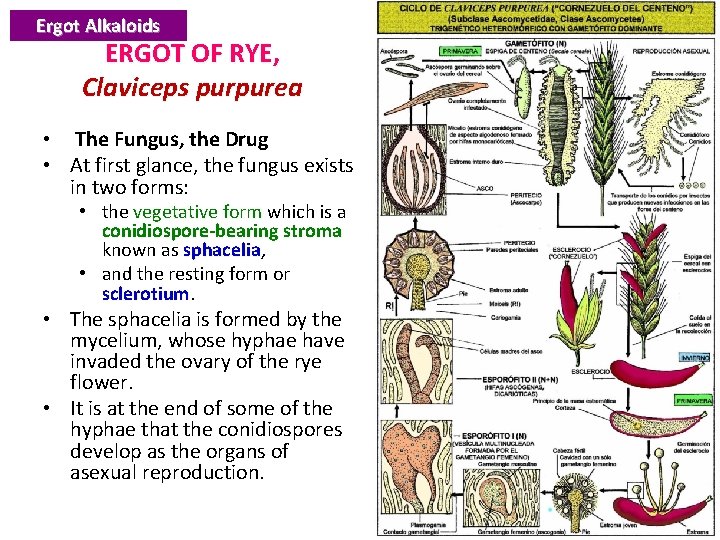 Ergot Alkaloids ERGOT OF RYE, Claviceps purpurea • The Fungus, the Drug • At