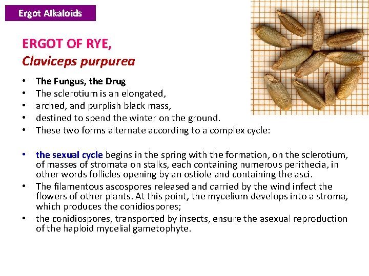 Ergot Alkaloids ERGOT OF RYE, Claviceps purpurea • • • The Fungus, the Drug