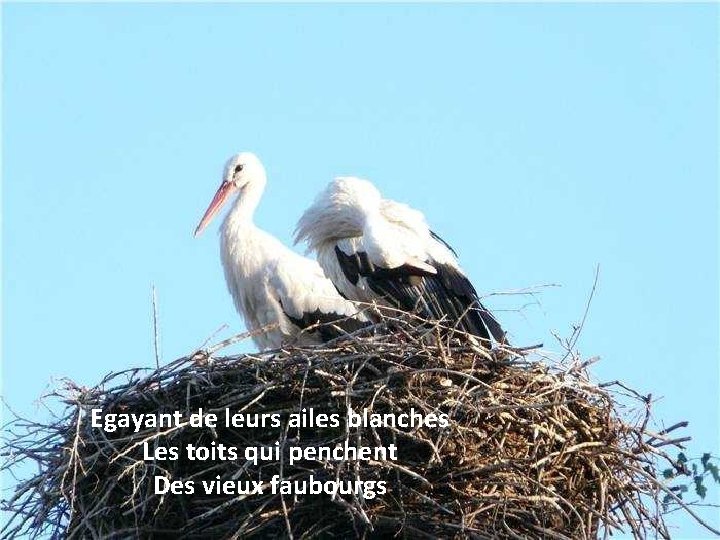 Egayant de leurs ailes blanches Les toits qui penchent Des vieux faubourgs 