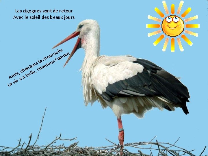 Les cigognes sont de retour Avec le soleil des beaux jours lle r e